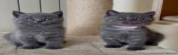 Scottish gatti in vendita: Scottish fold e straight  - Annuncio 18