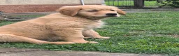 Golden Retriever cani in vendita: Golden retriever 90%linea americana pedigree ENCI  - Annuncio 2