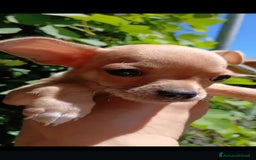 Chihuahua cani in vendita: Chihuahua Cuccioli stupendi a Città metropolitana di Roma Capitale - Immagine 13