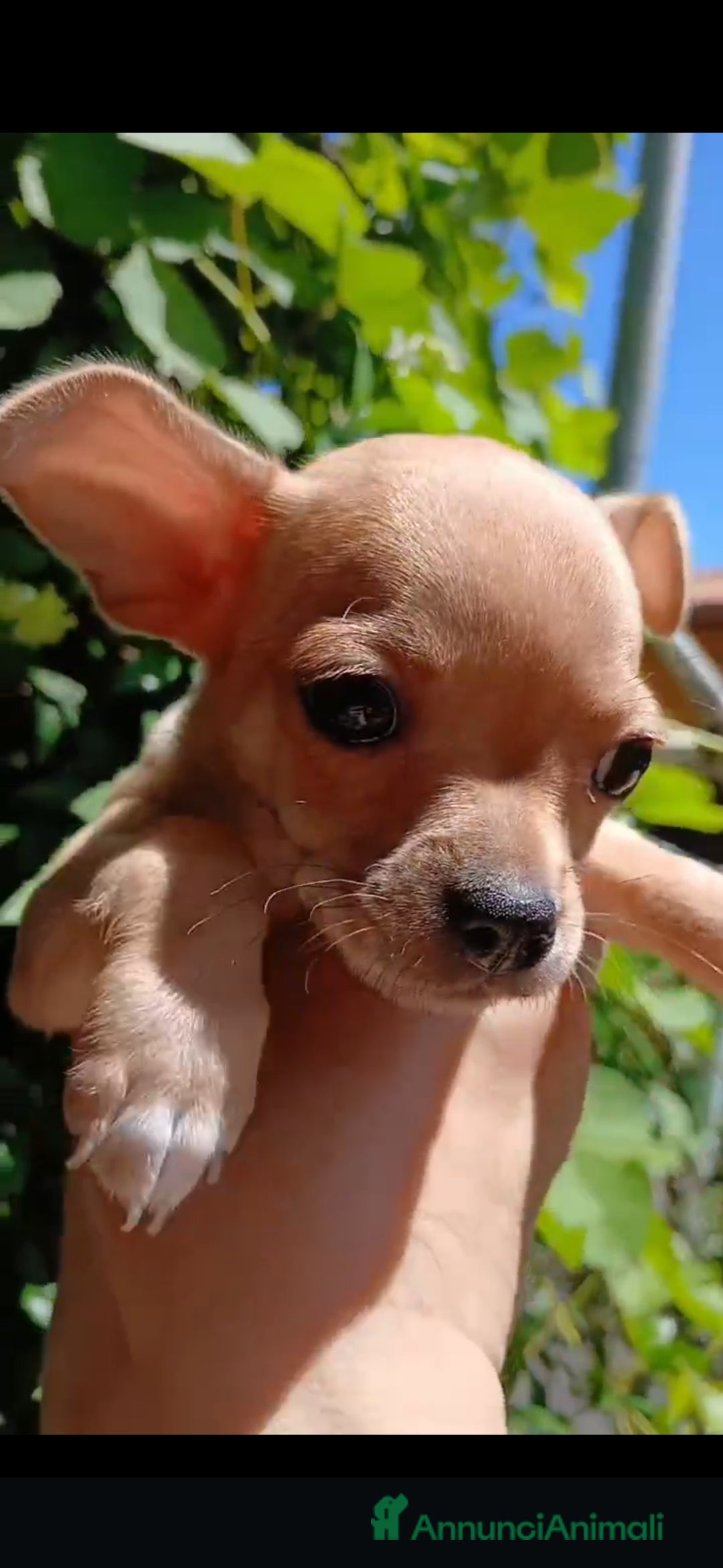 Chihuahua cani in vendita: Chihuahua Cuccioli stupendi a Città metropolitana di Roma Capitale - Immagine 13