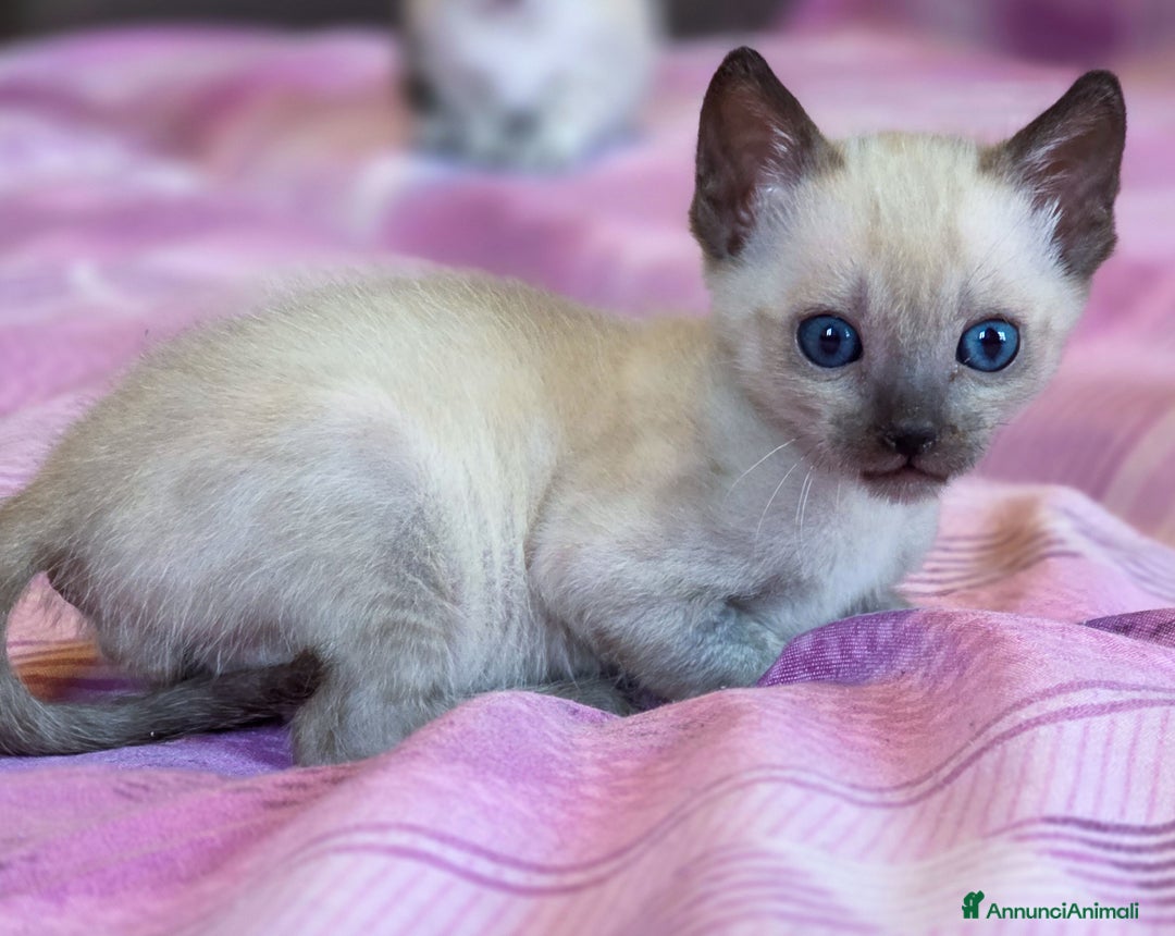 Bengala gatti in vendita: Cucciolo gatto bengala  - Annuncio 23