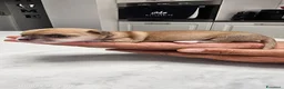 Chihuahua cani in vendita: Cuccioli di Chihuahua  - Annuncio 3