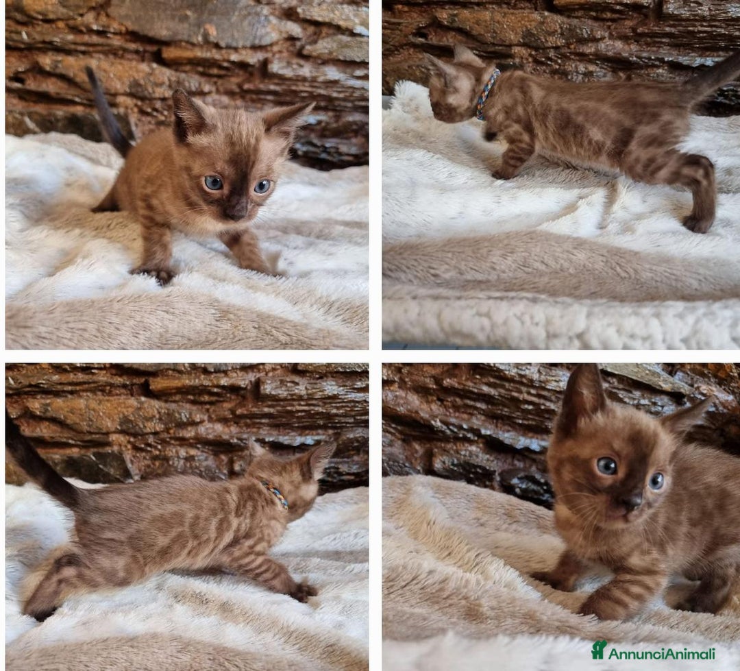 Bengala gatti in vendita: Cuccioli di bengala  - Annuncio 2