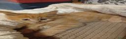 Maine Coon gatti in vendita: Maine coon con pedigree ENFI  - Annuncio 10