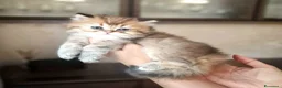 British gatti in vendita: British longhair  - Annuncio 9