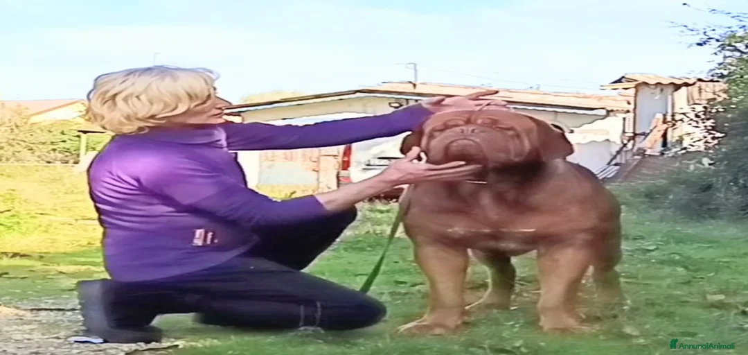 Immagine della galleria {{count}}