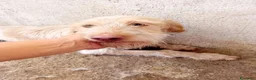 Meticcio cani in regalo: Lulù, 10 kg di dolcezza - Annuncio 2