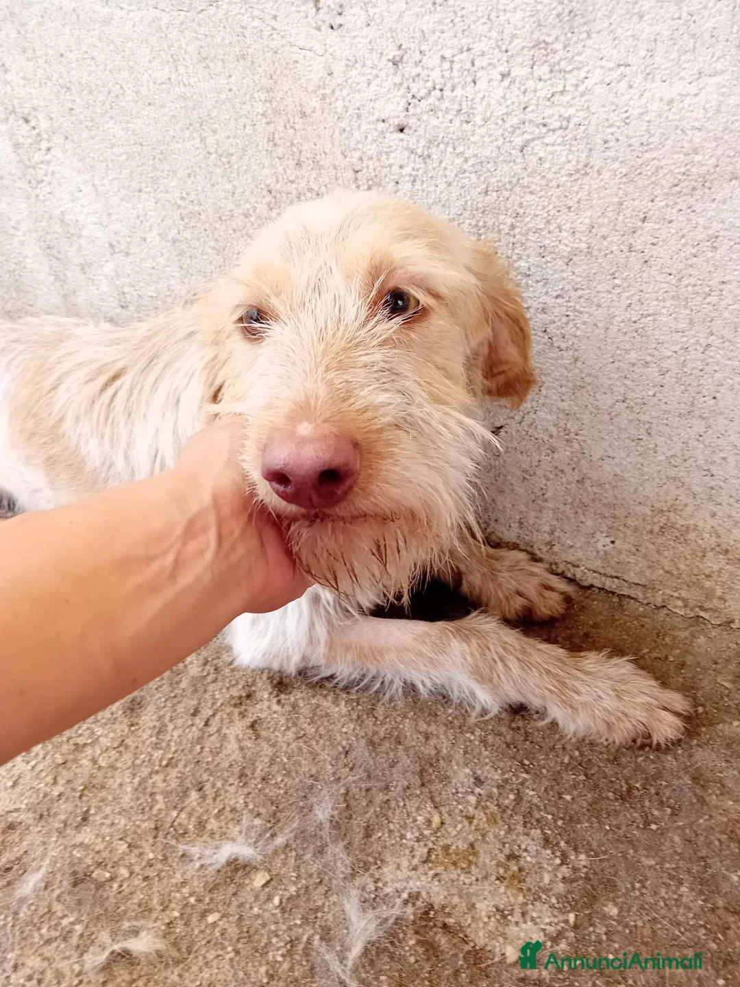 Meticcio cani in regalo: Lulù, 10 kg di dolcezza - Annuncio 2