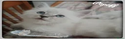 Siberiano gatti in vendita: Cuccioli Siberiani/Neva Masquerade – Pedigree ANFI - Annuncio 3