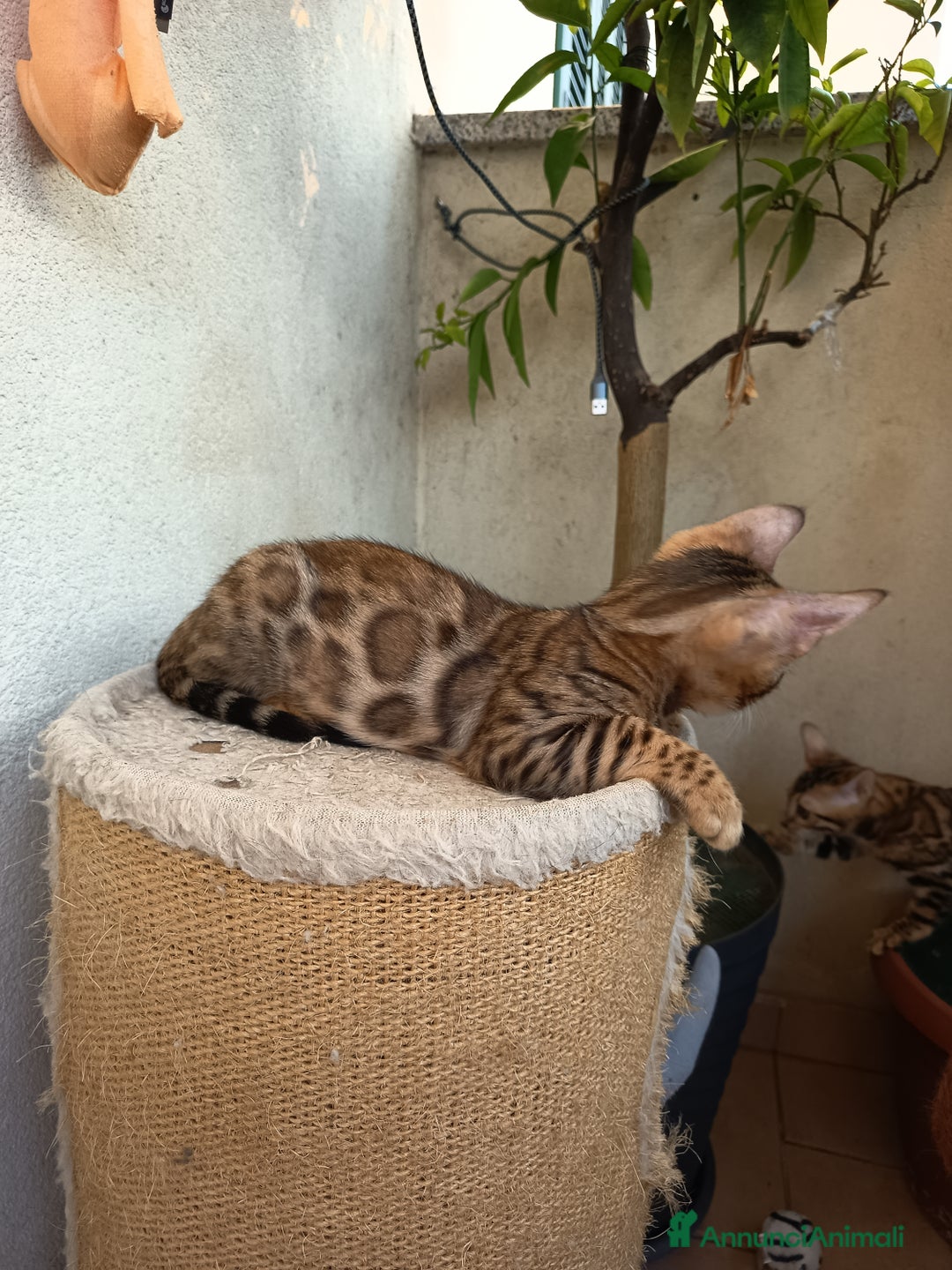 Bengala gatti in vendita: Maschietto & Feminuccia 🥰 - Annuncio 8