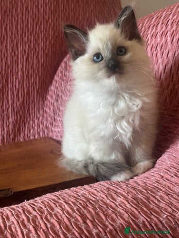 Ragdoll gatti - Annuncio 7