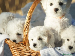 Bichon cani Il Miracolo di Natale Ha il Musetto Bagnato! a Provincia del Sud Sardegna - Annuncio 7