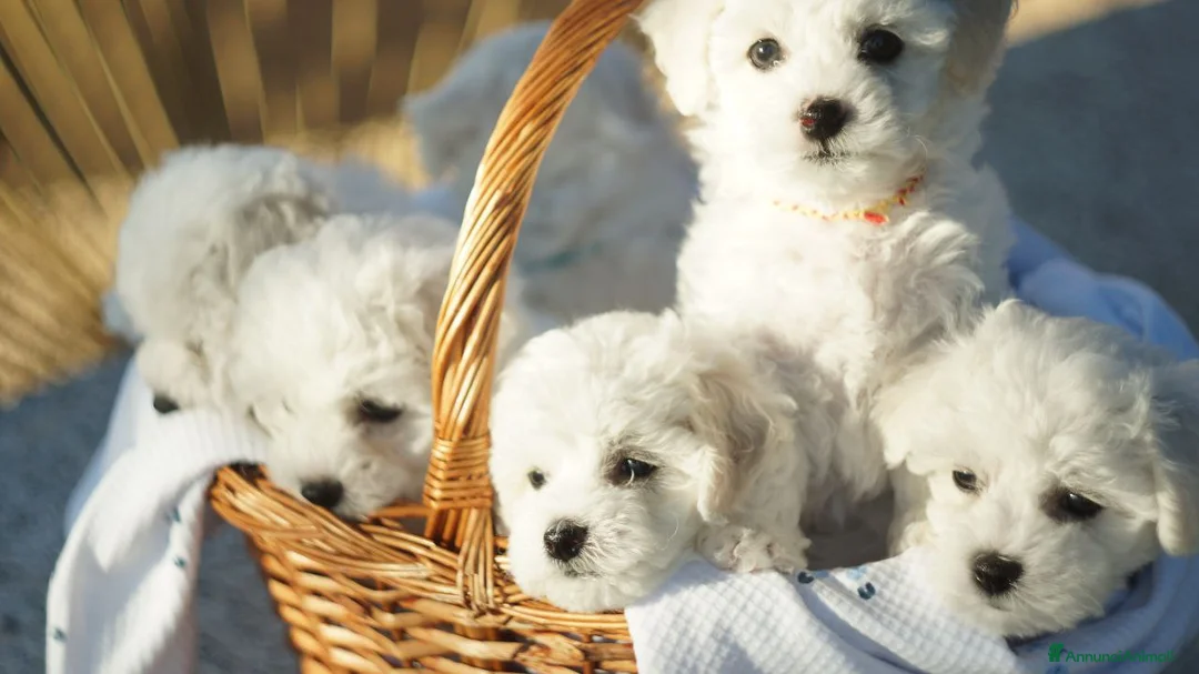 Bichon cani in vendita: Bichon Frise a Provincia del Sud Sardegna - Annuncio 4