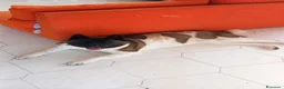 Akita Americano cani in vendita: Cuccioli di Akita  - Annuncio 2