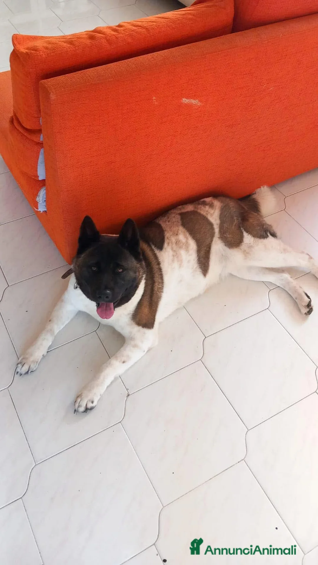 Akita Americano cani in vendita: Cuccioli di Akita  - Annuncio 2