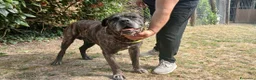 Cane Corso cani in regalo: MAMBO SEI VECCHIO NON SERVI PIU', IN ADOZIONE - Annuncio 4