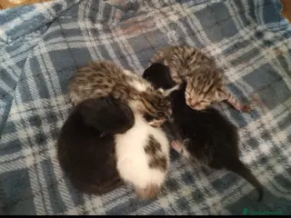 Europeo gatti Micini nati da poco URGENTE MILANO - Annuncio 7