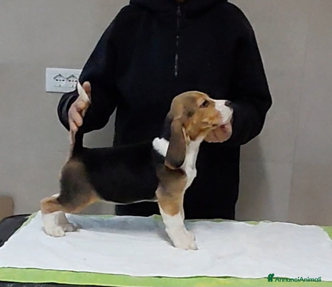 Beagle cani in vendita: Cuccioli Beagle - Annuncio 3