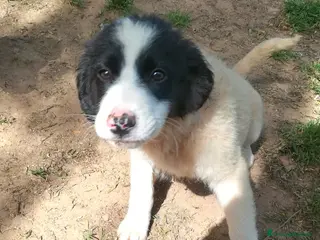 Meticcio cani PIMPA ASPETTA UNA MAMMA - Annuncio 8