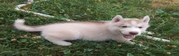 Husky cani in vendita: Siberian husky  - Annuncio 1