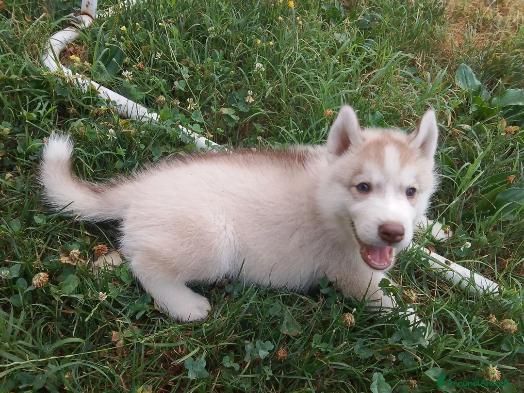 Husky cani in vendita: Siberian husky  - Annuncio 1