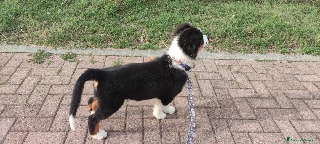 Immagine della galleria {{count}}