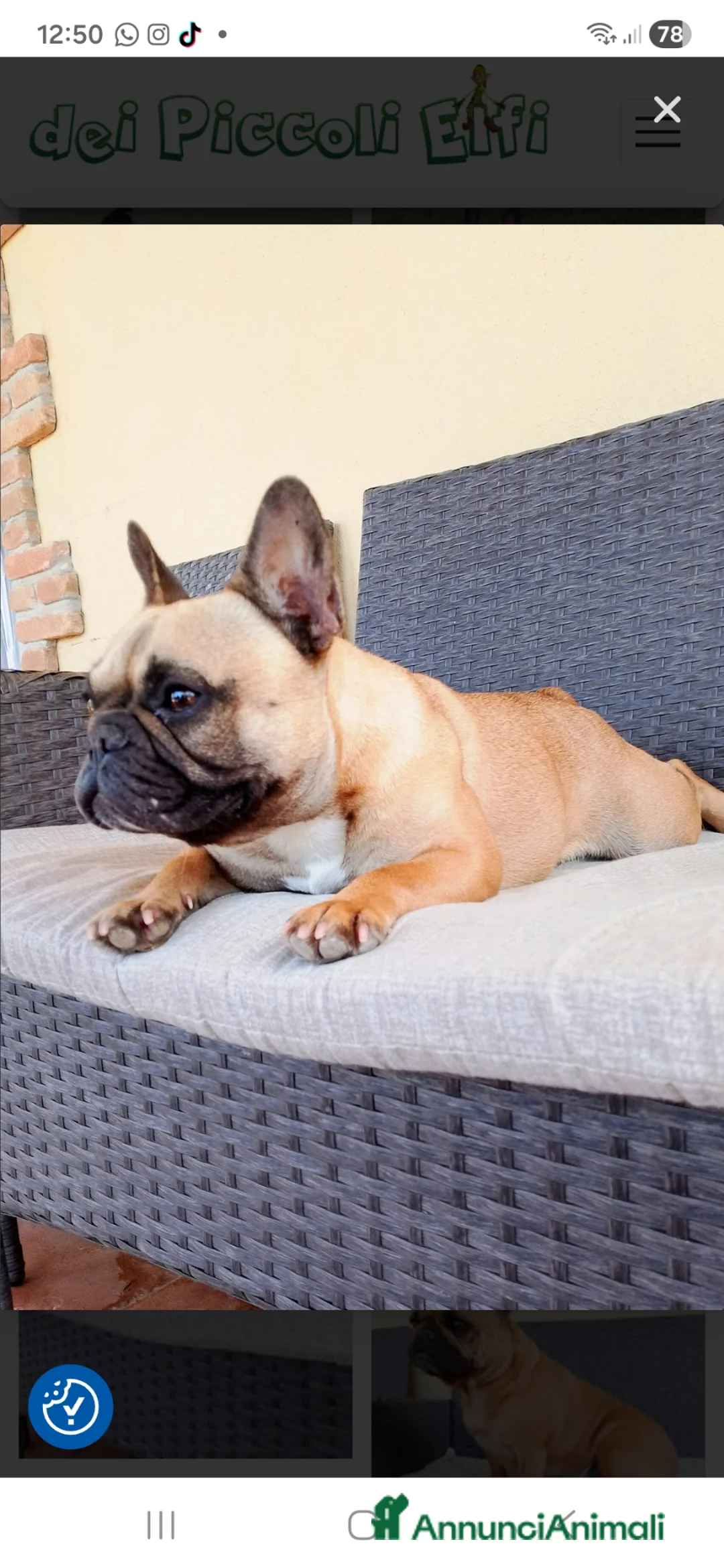 Bulldog Francese cani in vendita: Cucciolo Bulldog Francese pedigree Enci - Annuncio 2