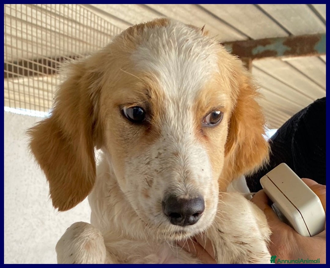 Meticcio cani in regalo: MIAMI abbandonato... tg mediopicc. - Annuncio 1