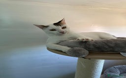 Europeo gatti in regalo: Giovane gatta bianca dolcissima a Metropolitan City of Rome Capital - Immagine 9