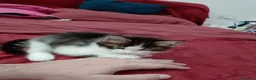 Maine Coon gatti in vendita: Gattina tipo MaineCoon - Annuncio 4