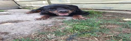Rottweiler cani in regalo: ADOZ.DEL💔:box75:magnifico, una montagna di dolcez - Annuncio 2