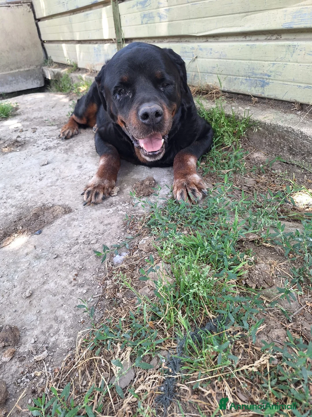 Rottweiler cani in regalo: ADOZ.DEL💔:box75:magnifico, una montagna di dolcez - Annuncio 2