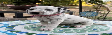 Dalmata 8 rosa scuro