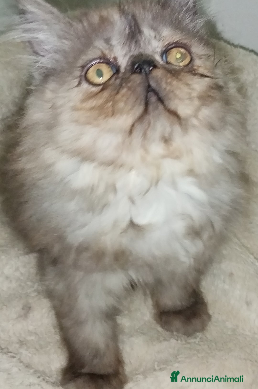 Persiano gatti in vendita: Cuccioli gatto Persiano pura razza  - Annuncio 2