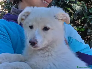 Meticcio cani IL BELLISSIMO FEBO TI STA ASPETTANDO, IN ADOZIONE - Annuncio 21