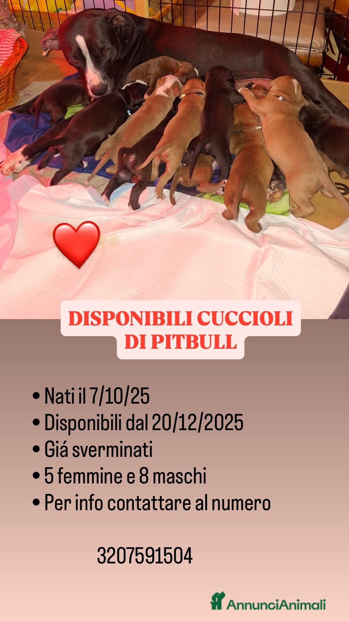 American Bully cani Cuccioli di pitbull - Annuncio 1
