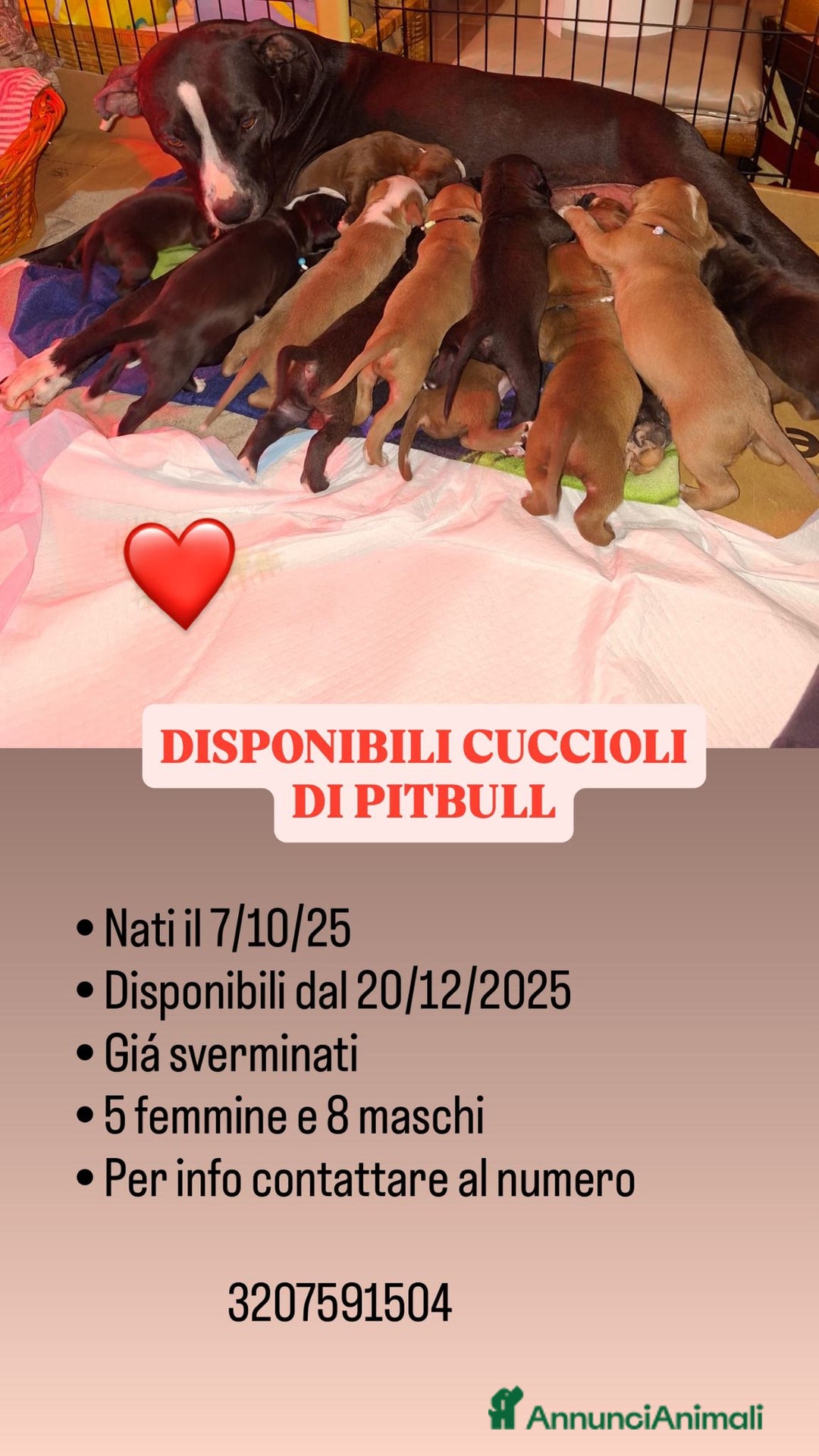 American Bully cani in vendita: Cuccioli di pitbull - Annuncio 1