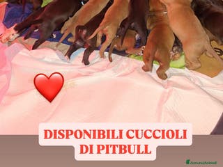 American Bully cani Cuccioli di pitbull - Annuncio 2