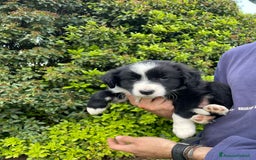 Bearded Collie cani in vendita: Cuccioli Border Collie cercano Famiglia a Provincia di Treviso - Immagine 15