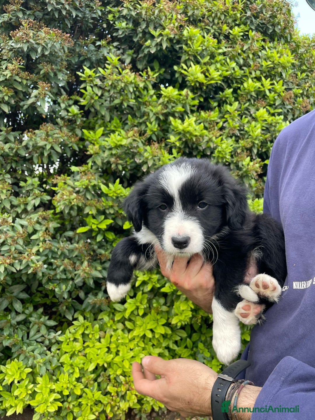 Bearded Collie cani in vendita: Cuccioli Border Collie cercano Famiglia a Provincia di Treviso - Immagine 15