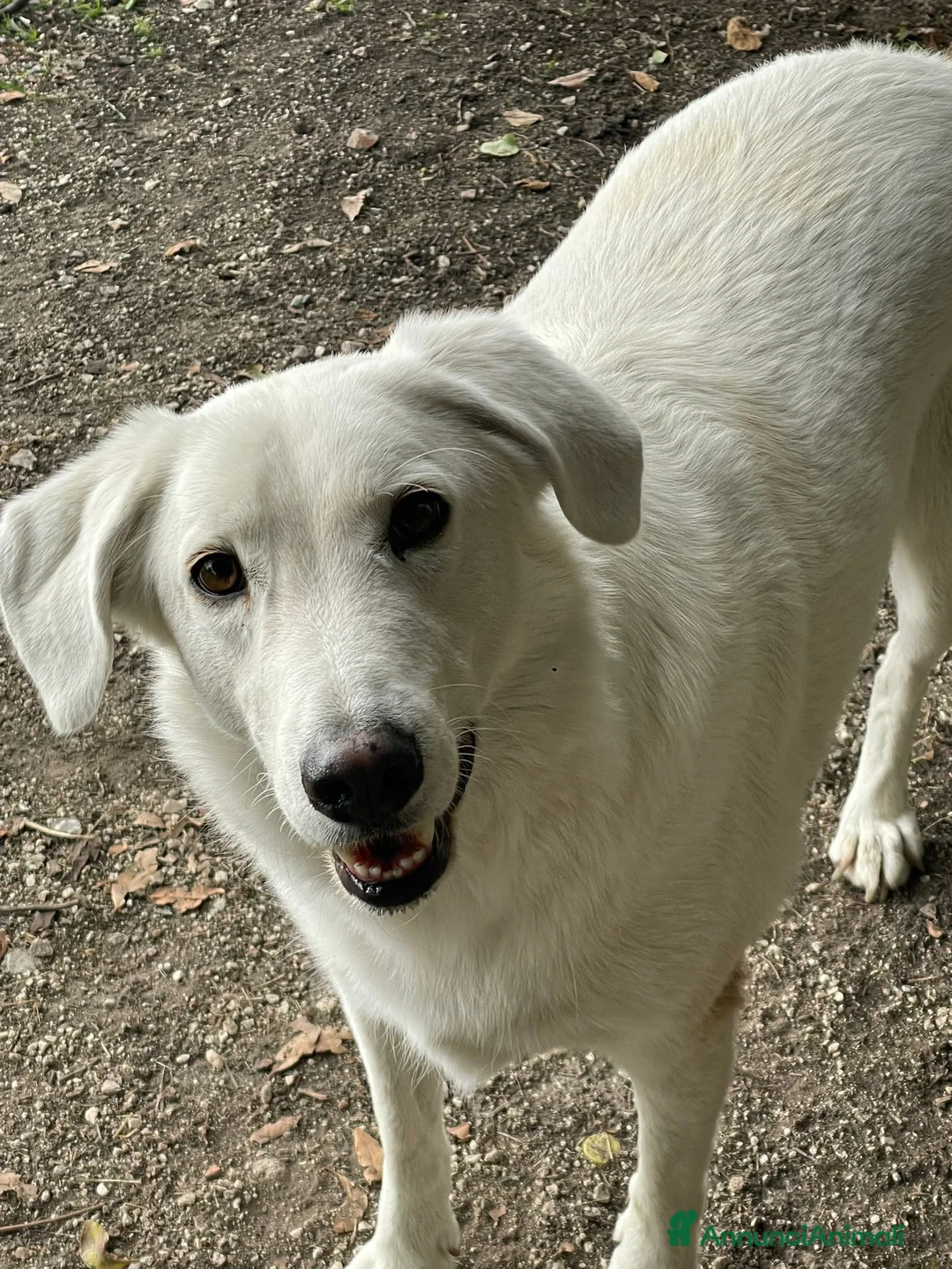 Meticcio cani in regalo: IL DOLCE E BELLISSIMO CESARE - Annuncio 1