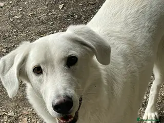 Meticcio cani IL DOLCE E BELLISSIMO CESARE - Annuncio 10