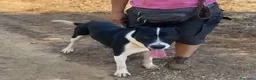 Meticcio cani in regalo: Oliver 14mesi(mamma Pitbull)cresce in box CALABRIA - Annuncio 4