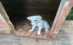 Pastore Maremmano cani in regalo: Splendido diamante! - Immagine 2