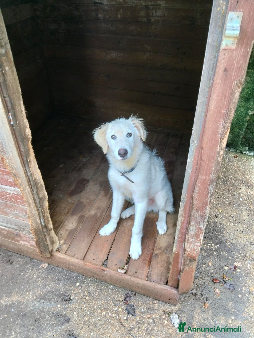 Pastore Maremmano cani in regalo: Splendido diamante! - Annuncio 2
