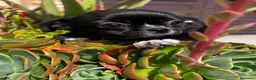 Chihuahua cani in vendita: Chihuahua - Annuncio 1