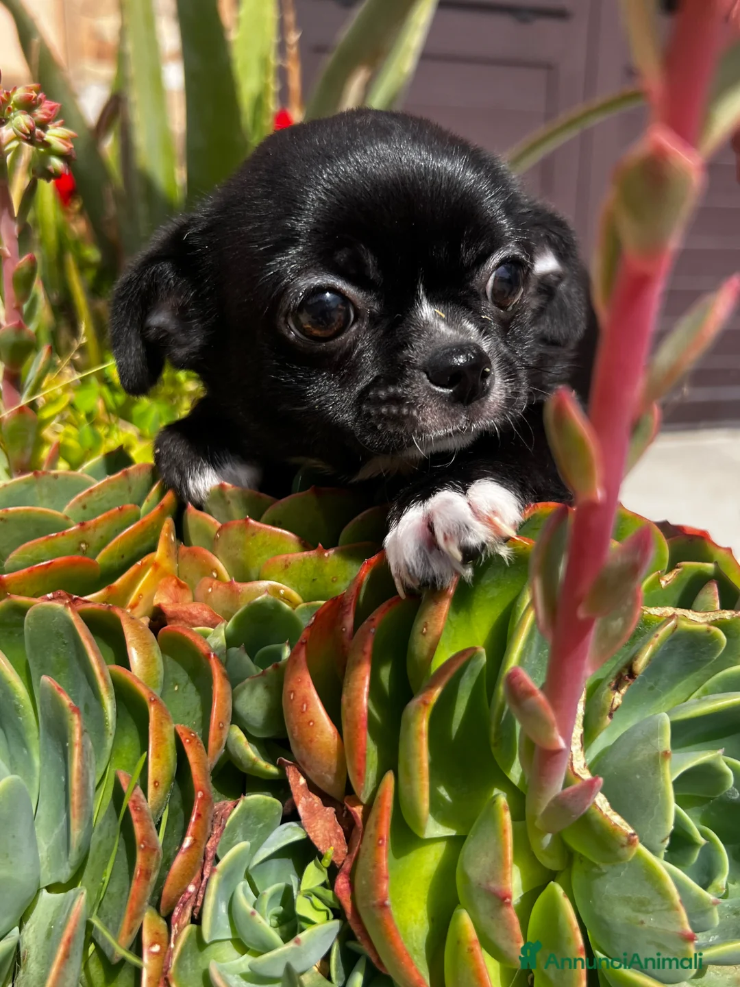 Chihuahua cani in vendita: Chihuahua - Annuncio 1