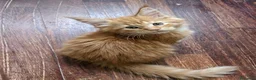 Maine Coon gatti in vendita: Maine coon black smok e red  - Annuncio 3