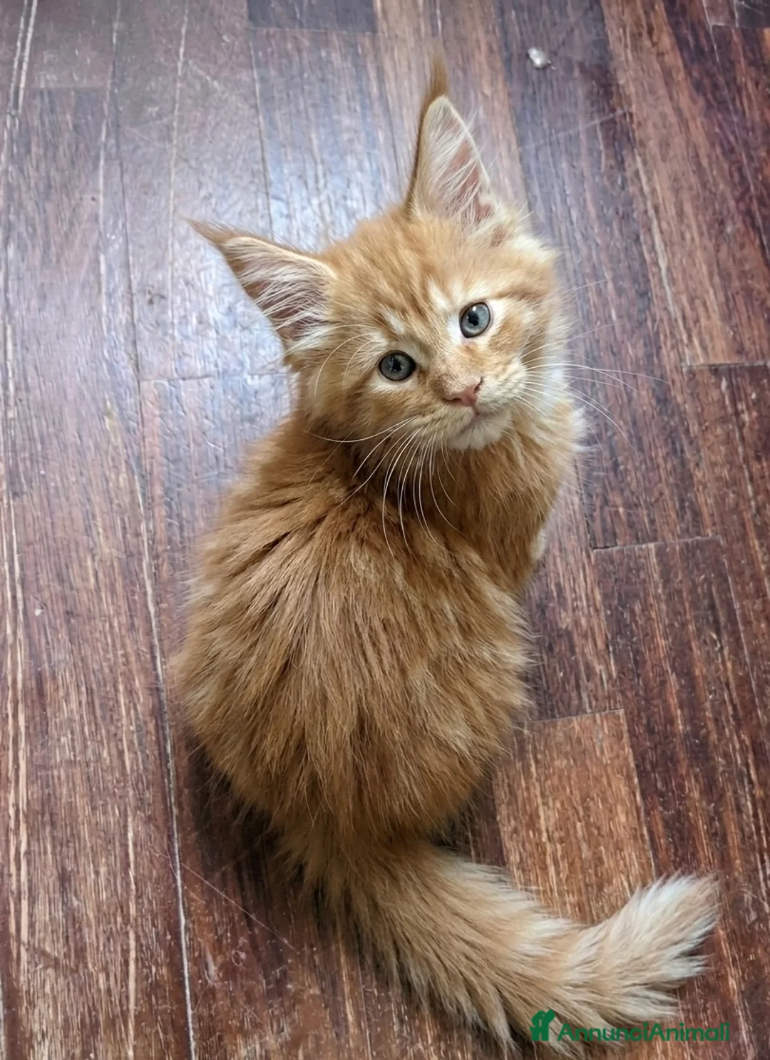 Maine Coon gatti in vendita: Maine coon black smok e red  - Annuncio 3