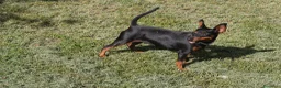 Pinscher Miniatura cani in vendita: Pinscher nano  - Annuncio 13